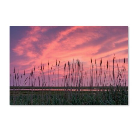 Michael Blanchette Photography 'Marsh Reeds' Canvas Art,16x24